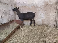Dişi keçi, Murcia-Granada goats — foto 6