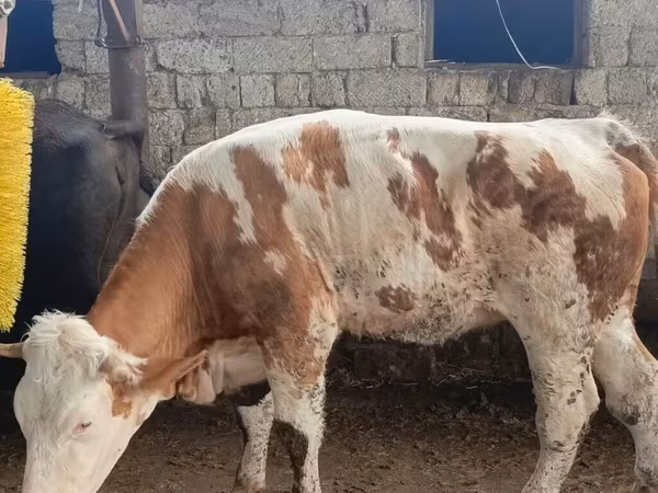 گاو ماده, Simmental cattle