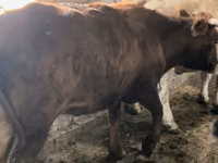 Krava, Simmental cattle — foto 5