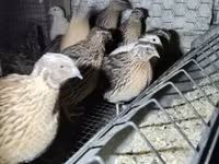 Quails — 写真 4
