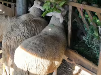 雄羊, Baerchuke sheep — 写真 3