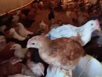 براهما — الصورة 2