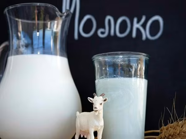 Козье молоко Свежее - Натуральное козье молоко свежего удоя - Мягкий