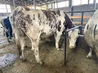 Vacă, Simmental cattle — foto 3