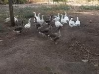 Geese — عکس 1