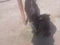 Kambing (lot, jantina tidak dinyatakan), Goats — foto 2