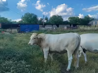 Lembu betina, Charolais cattle — foto 1