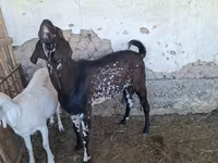 Jarac, Beetal goats — fotografija 3