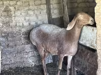 نعجة, Arashan sheep — الصورة 4