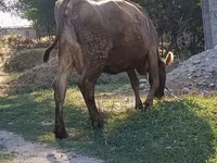 วัวตัวเมีย, Swiss cattle — รูปภาพ 4