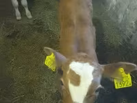 Býk, Simmental cattle — foto 1