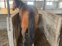 Hingst, Hästar — foto 6