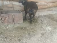 Ram, Schapen — foto 3