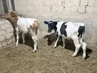 Boğa, Russian Black pied cattle — foto 2
