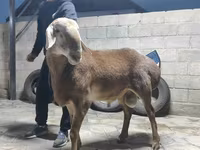 Berbec, Arashan sheep — foto 4