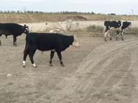 ወንድ በሬ, Kazakh White-headed cow — ፎቶ 6