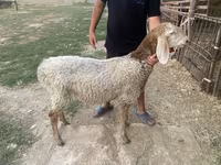 قوچ, Arashan sheep — عکس 1