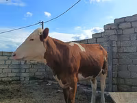 Ko, Simmental cattle — foto 7