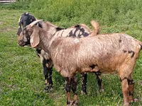 Ziegenbock, Nubian Goat — Foto 3