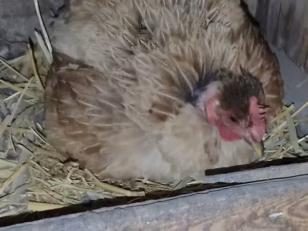 Chickens
