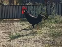 Chickens — foto 2