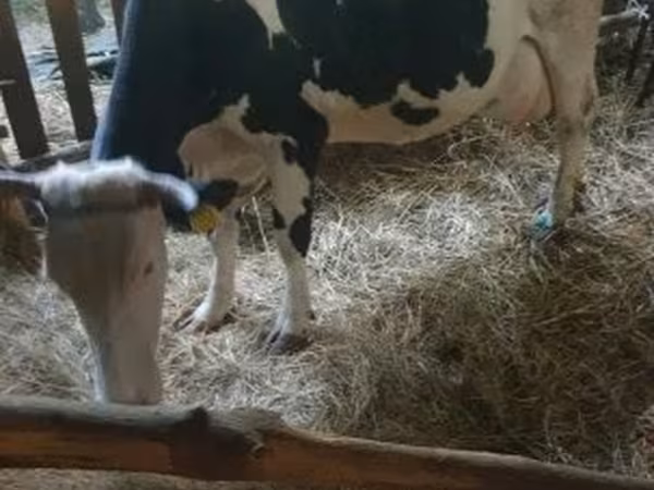 İnek, Russian Black pied cattle