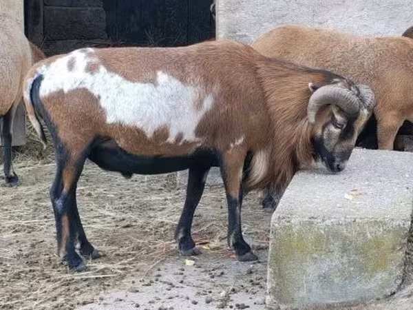 แกะตัวผู้, Cameroon sheep