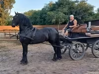 گھوڑا, Friesian — تصویر 3