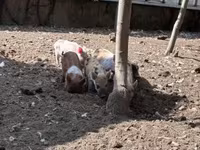 Locha, Świnie — zdjęcie 3