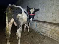 ხარი, Russian Black pied cattle — ფოტო 5