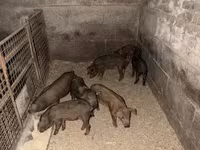 Babi betina, Мангалица — foto 4
