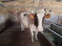 Mucca, Simmental cattle — foto 1