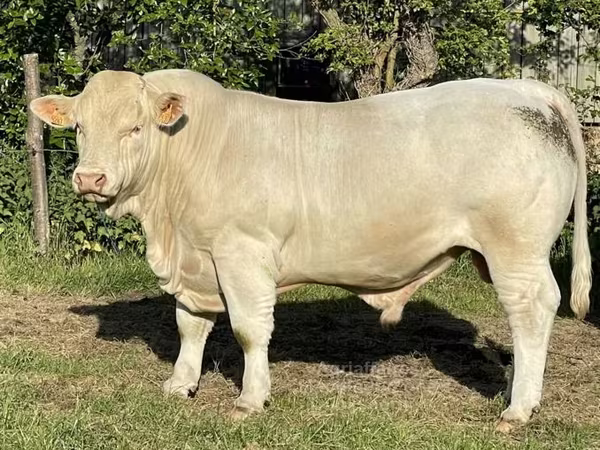 ወንድ በሬ, Charolais cattle — ዩናይትድ ኪንግደም