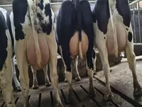 Bò cái, Giống Holstein — ảnh 3