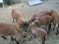 گوسفند (گروه، جنسیت مشخص نشده), Cameroon sheep — عکس 4