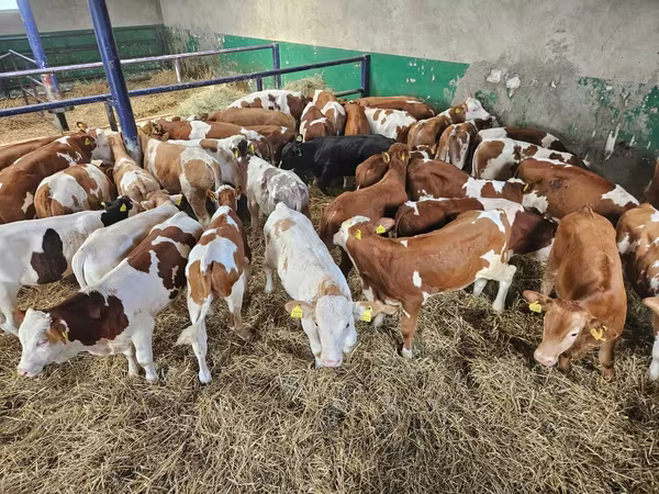 Býk, Simmental cattle