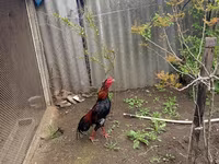 Chickens — عکس 1