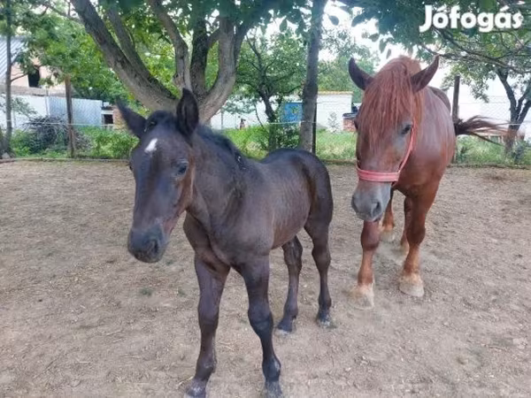 Бие, Hungarian horse breed
