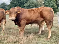 گاو نر, گاو لیموزین — عکس 1