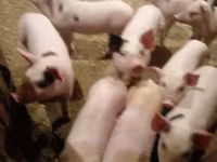 Scroafă, Porci — foto 4