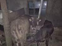 பசு, மாடுகள் — புகைப்படம் 3