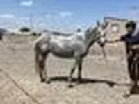 Mare, Orlov Trotter — photo 6