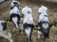 مویشی (گروپ، جنس مذکور نہیں), Simmental cattle — تصویر 1