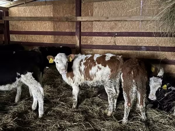ላም, Simmental cattle