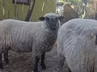 Vædder, Shroshire sheep — foto 2