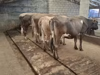 گاو نر, گاو — عکس 3