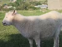 Keçi, Russian White goat — foto 5