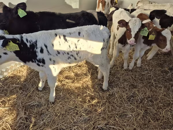Sapi (batch, jenis kelamin tidak disebutkan), Simmental cattle