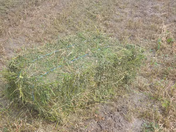 Lucernă
