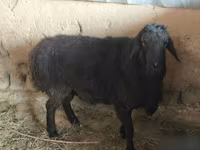Kambing jantan, Hissar sheep — foto 2